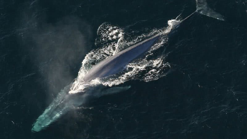 Imagem meramente ilustrativa de baleia azul - Imagem de janeb13 por Pixabay