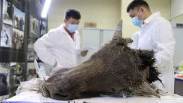 Cientistas analisando o bisão mumificado, preservado no permafrost da Sibéria - Divulgação/Universidade Federal do Nordeste da Rússia
