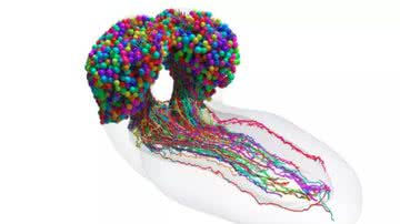Imagem de conjunto completo de neurônios em um cérebro larval de mosca - Divulgação/ Universidade Johns Hopkins / Universidade de Cambridge