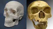 Crânios de um humano atual e de um neandertal, respectivamente - Foto por Sklmsta pelo Wikimedia Commons / Foto por Luna04 pelo Wikimedia Commons