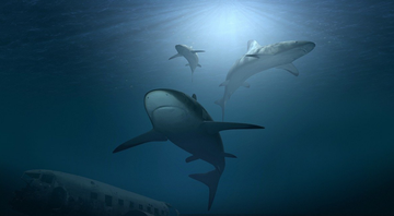 Tubarões nadam em oceano - Imagem de PIRO4D por Pixabay