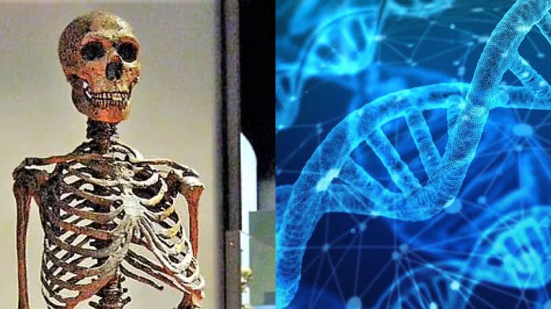 Imagem de um esqueleto de Neandertal ao lado de fotografia ilustrativa de DNA - Divulgação/Claire Houck/Wikimedia Commons / Divulgação/Geralt/Pixabay