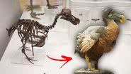Montagem ilustra fóssil de dodô ao lado de reprodução fiel de dodô - Wikimedia Commons / 	Thomas Quine / Jebulon