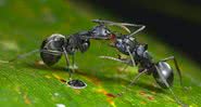 Fotografia mostrando formigas durante ato de troca de fluidos regurgitados - Divulgação/Kalesh Sadasivan