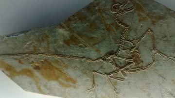 Imagem da descoberta do fóssil de ave - Divulgação / Frontiers