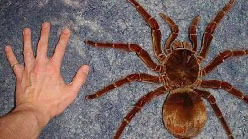 Homem compara a mão com o tamanho da aranha