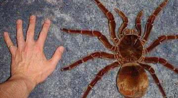 Homem compara a mão com o tamanho da aranha - Divulgação