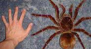Homem compara a mão com o tamanho da aranha - Divulgação