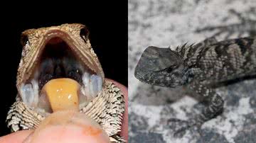 Fotografias da nova espécie de iguana descoberta na China - Divulgação/Huang et al., ZooKeys 2023