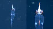 Imagens de gravação em vídeo de 'lula de vidro' - Reprodução/Vídeo/YouTube/oceanexplorergov