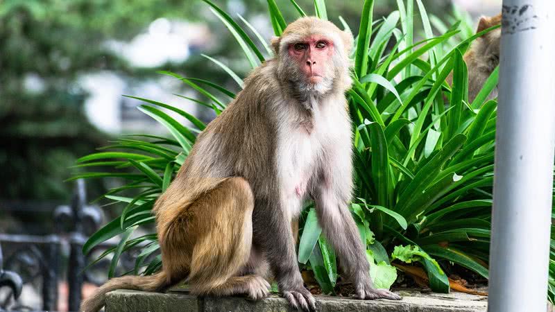 Imagem ilustrativa com macaco-rhesus - Foto por Rajesh Balouria pelo Pixabay