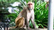 Imagem ilustrativa com macaco-rhesus - Foto por Rajesh Balouria pelo Pixabay