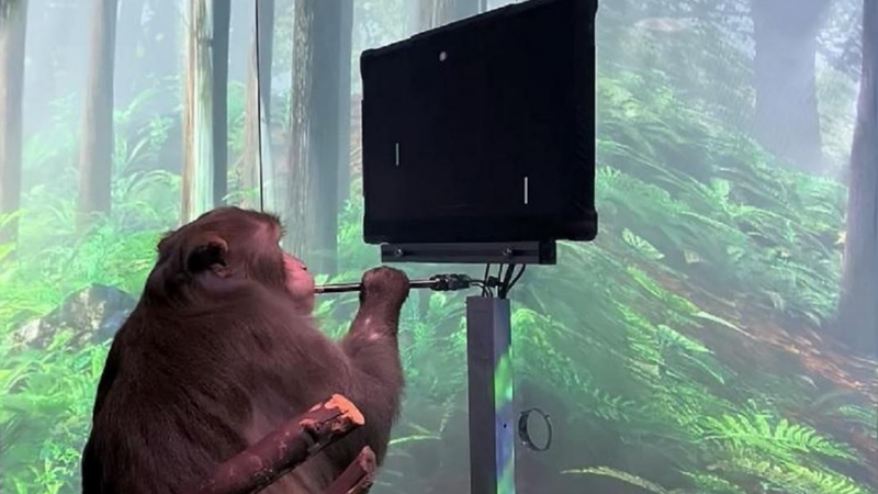 Um dos macacos da Neuralink jogando um game com sua mente - Divulgação / Youtube (Neuralink)