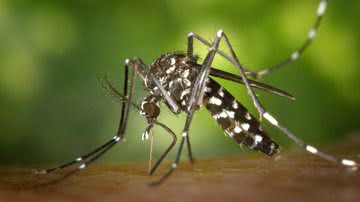 Imagem meramente ilustrativa de um mosquito - Foto por WikiImages pelo Pixabay