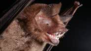 Espécie de morcego Pteronotus mesoamericanus, observada no estudo - Foto por Alex Borisenko, Biodiversity Institute of Ontario pelo Wikimedia Commons
