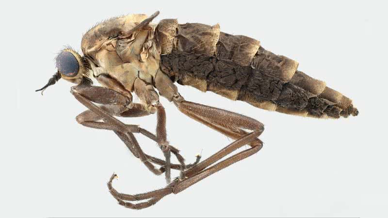 Fotografia da mosca Atherimorpha latipennis - Divulgação/John Midgley e Burgert Muller