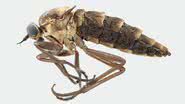 Fotografia da mosca Atherimorpha latipennis - Divulgação/John Midgley e Burgert Muller