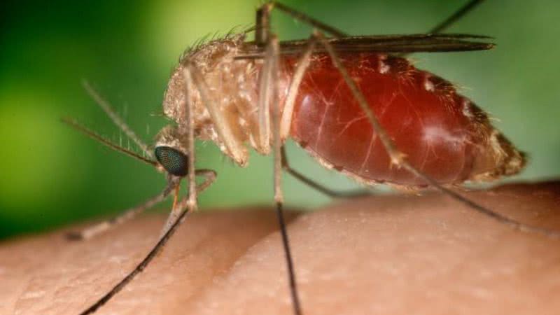 Fêmea de mosquito Culex - Wikimedia Commons