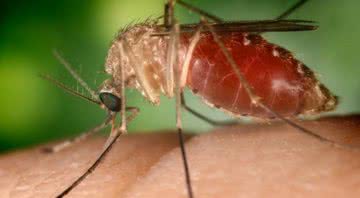 Fêmea de mosquito Culex - Wikimedia Commons