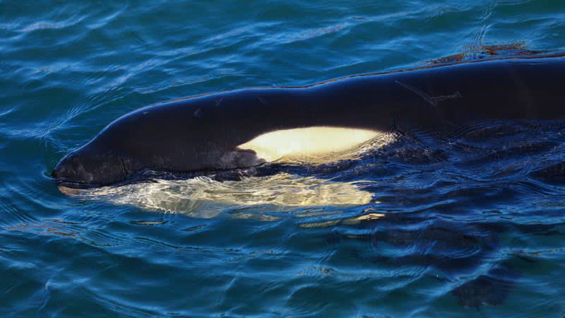 Um filhote de orca fotografado na Nova Zelândia - Hagen Hopkins / Getty Images