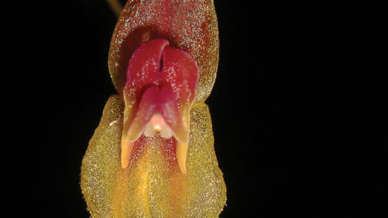 Nova espécie de orquídea Lepanthes microprosartima - Divulgação / F. Tobar