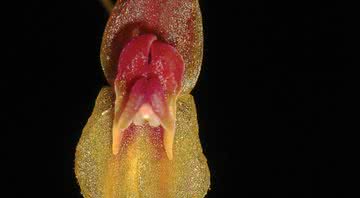 Nova espécie de orquídea Lepanthes microprosartima - Divulgação / F. Tobar