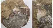 Fóssil do ovo de tartaruga com embrião encontrado na China - Divulgação/Fotos de China University of Geosciences (Wuhan)