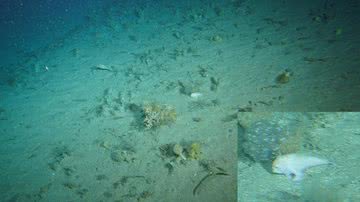 Registro fotográfico do peixe-mão, avistado na Tasmânia - Divulgação/CSIRO