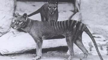 Antiga fotografia de um tigre-da-tasmânia - Domínio Público via Wikimedia Commons