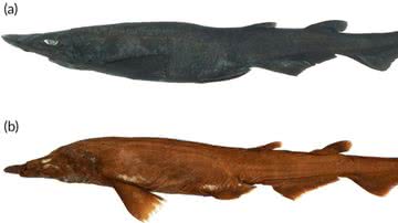 O curioso tubarão descoberto na Austrália, fresco (na foto a) e conservado (na foto b) - Divulgação/White et al/Journal of Fish Biology