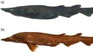 O curioso tubarão descoberto na Austrália, fresco (na foto a) e conservado (na foto b) - Divulgação/White et al/Journal of Fish Biology