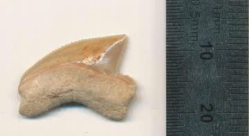 Dente fossilizado de tubarão encontrado em Jerusalém - Divulgação / Omri Lernau