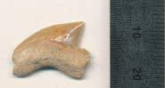 Dente fossilizado de tubarão encontrado em Jerusalém - Divulgação / Omri Lernau