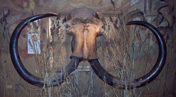 Crânio de mamute lanoso descoberto por pescadores no Mar do Norte - Museu Nacional de Antiguidades