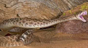 Cobra da família Viperidae / Wikimedia Commons