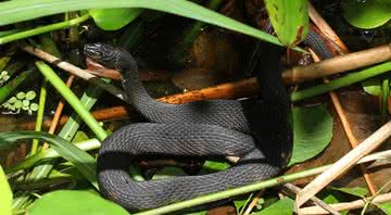 Cobra d'água da Flórida, espécie encontrada nas orgias - Wikimedia Commons