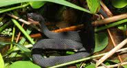 Cobra d'água da Flórida, espécie encontrada nas orgias - Wikimedia Commons