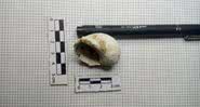 Concha encontrada no novo sítio arqueológico - Divulgação