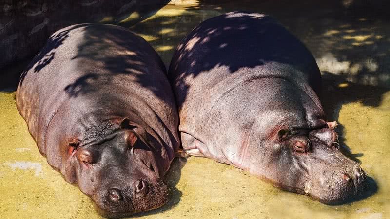 Imagem ilustrativa de hipopótamos - Divulgação/Pixabay/GermansLat