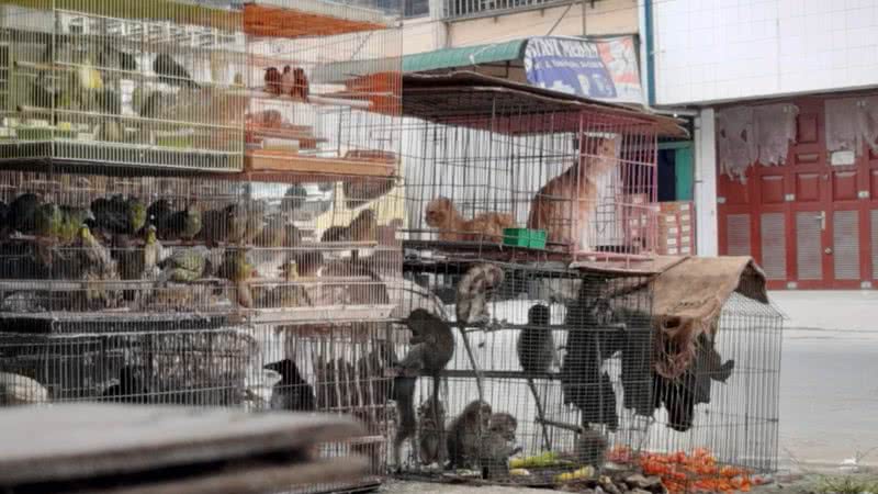 Imagens de um mercado de animais vivos para consumo alimentar na Ásia - Divulgação/Youtube