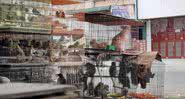 Imagens de um mercado de animais vivos para consumo alimentar na Ásia - Divulgação/Youtube