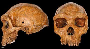 O crânio de Broken Hill em duas imagens retrato com aprimoramento digital - Museu de História Natural de Londres