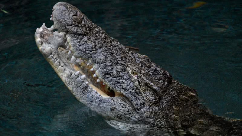 Pesquisadores afirmam que gene do crocodilo gigante ainda está presente nos animais dos dias atuais
