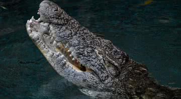Pesquisadores afirmam que gene do crocodilo gigante ainda está presente nos animais dos dias atuais - Getty Images
