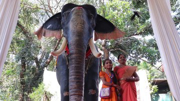 Fotografia do robô elefante no templo - Divulgação/ PETA