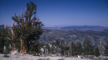 Árvore de Pinus longaeva na Antiga Floresta de Pinheiros Bristlecone - Foto por JERRYE AND ROY KLOTZ MD pelo Wikimedia Commons