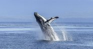 Imagem meramente ilustrativa de uma baleia jubarte - Imagem de Brigitte, por Pixabay