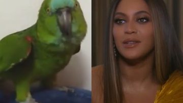 Papagaio norte-americano viraliza por cantar Beyoncé - Divulgação/Twitter/@filirpe