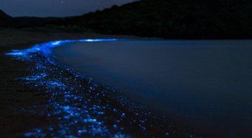 Imagem ilustrativa de fenômeno da bioluminescência - Divulgação/Whales Online