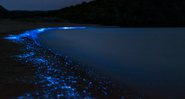 Imagem ilustrativa de fenômeno da bioluminescência - Divulgação/Whales Online